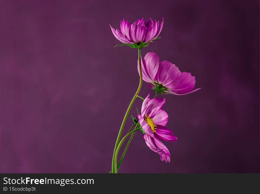 cosmos flower isolated on a textured purple background