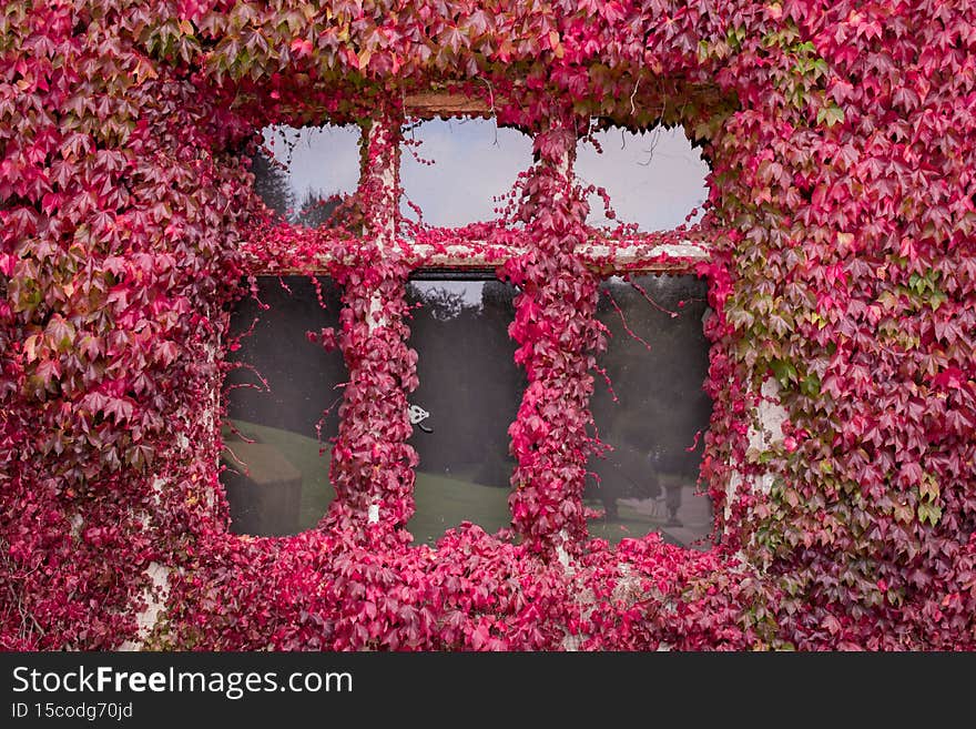 color nature background of  of red  leaves