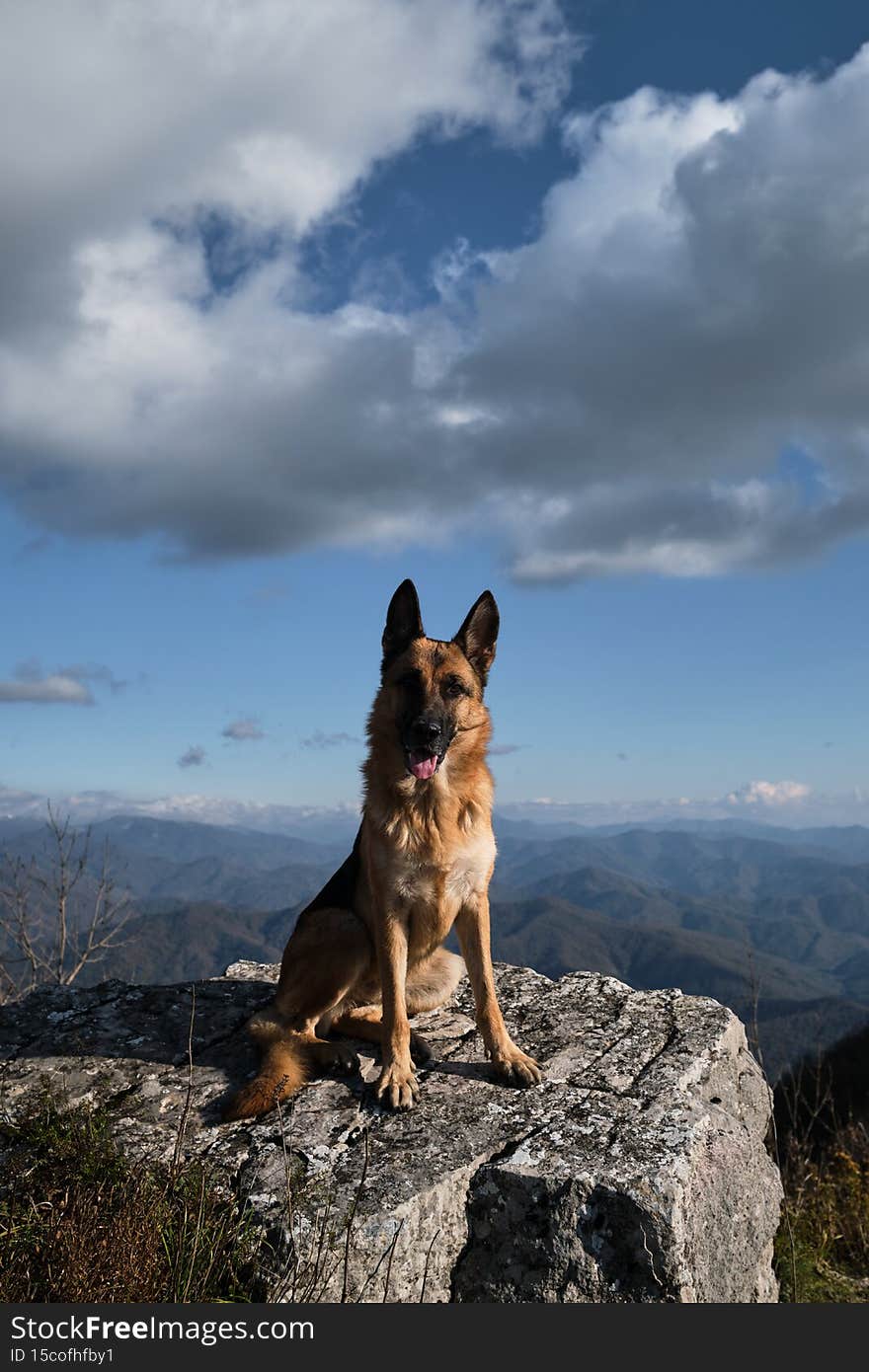 German shepherd dog travels in mountains. Beautiful blue sky with white clouds. Dog sits on top of cliff and enjoys freedom and beautiful views of nature national park. German shepherd dog travels in mountains. Beautiful blue sky with white clouds. Dog sits on top of cliff and enjoys freedom and beautiful views of nature national park