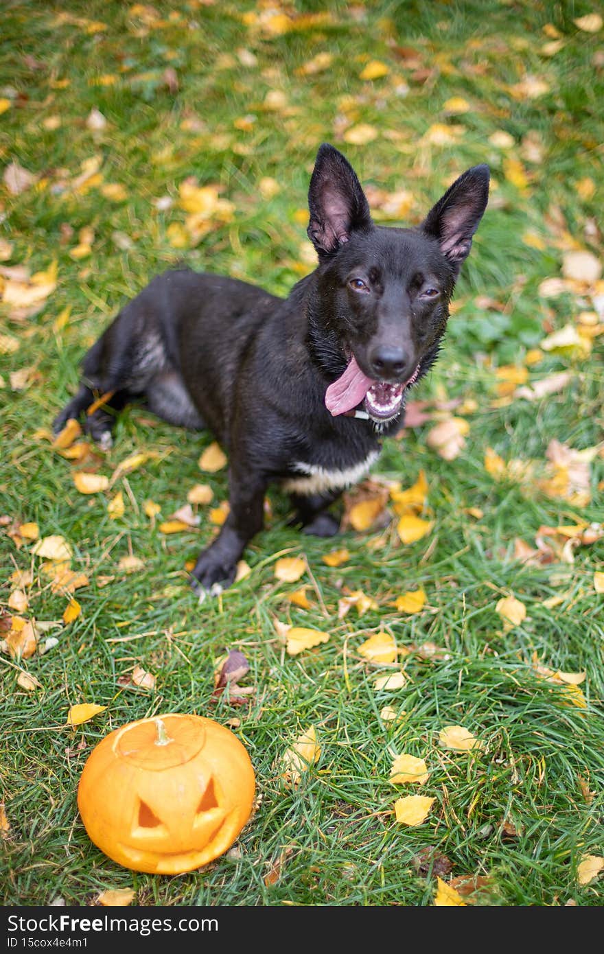 Funny dog in autumn background, domestic dog