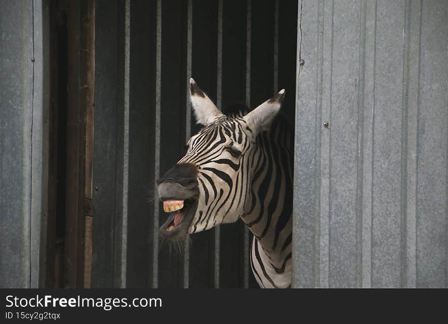 Cheerful zebra. The photo can be used in congratulations, on websites, in print. Cheerful zebra. The photo can be used in congratulations, on websites, in print.