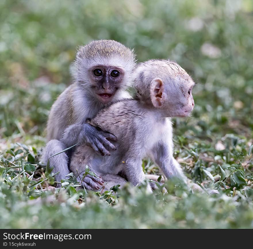 Two young Baboons huddled together. Taken in Kenya Taken in Kenya. Two young Baboons huddled together. Taken in Kenya Taken in Kenya