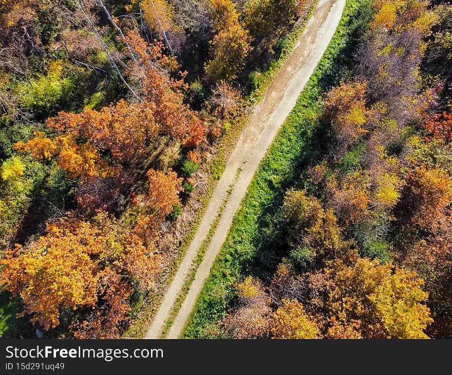 Road through an autumn deciduous forest