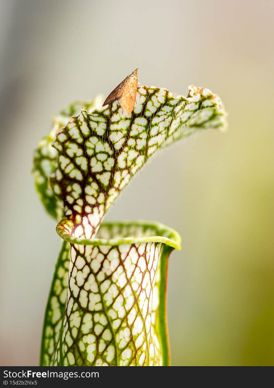 Carnivorous plants grow in very nutrient-poor environments and have adapted to assimilate the nutrients provided by the insects caught in their traps. Carnivorous plants grow in very nutrient-poor environments and have adapted to assimilate the nutrients provided by the insects caught in their traps