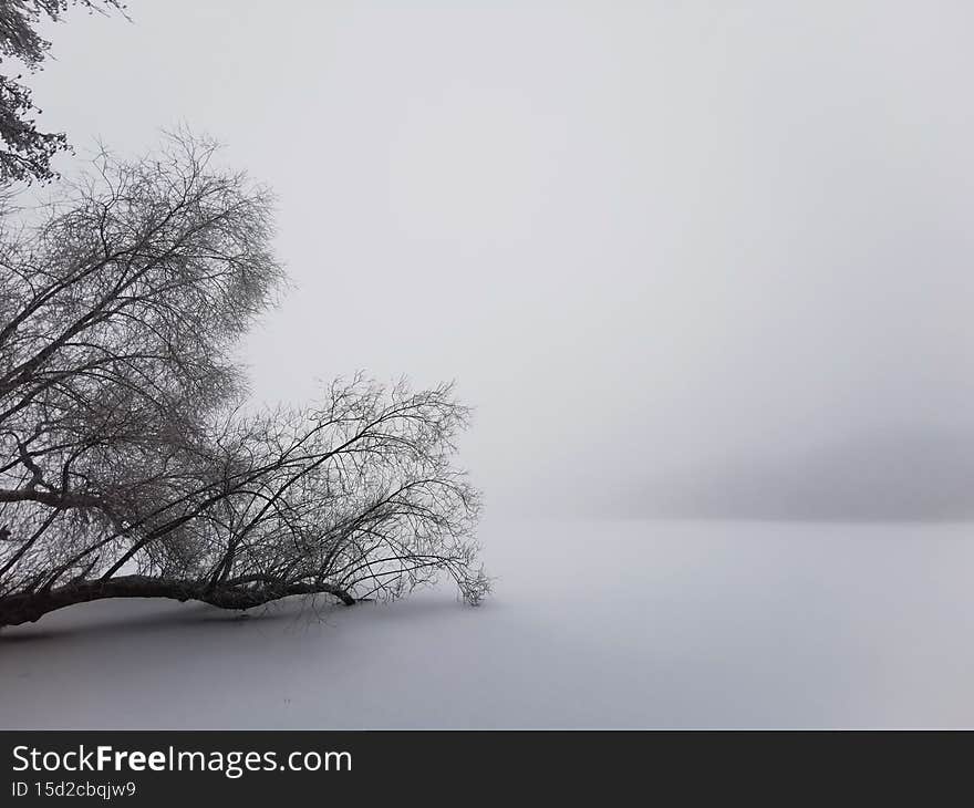 A tree bathing in the white scene of fog along with winter