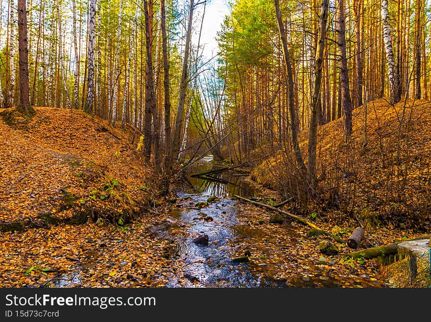 autumn forest with foliage, paths and perspective, concept of changing seasons, nature in yellow and orange tones. autumn landscape in forest. autumn forest with foliage, paths and perspective, concept of changing seasons, nature in yellow and orange tones. autumn landscape in forest.