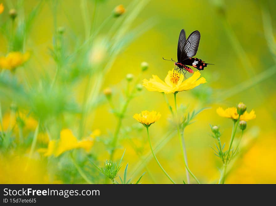 Sulfur Cosmos or Yellow Cosmos flower blooming in the field. Plant with colorful petals and green leaves on natural blurred