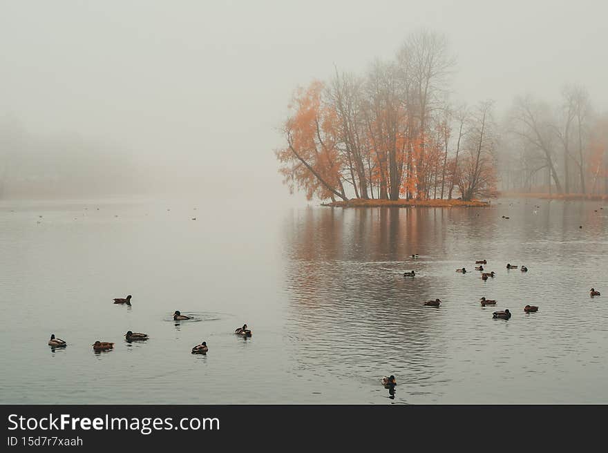 Soft focus. Mystical morning autumn landscape with fog over the lake. Foggy autumn landscape with State Museum Reserve Gatchina