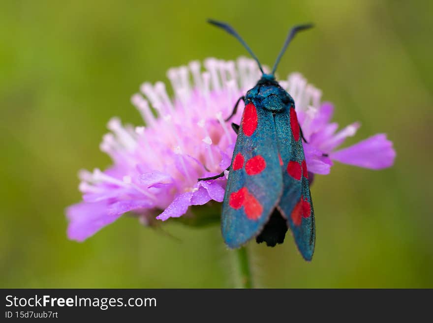 Black colored red dotted butterfly called zygaenidae sitting on lilac flower on green blurred summer background. Day-flying moth is gathering pollen