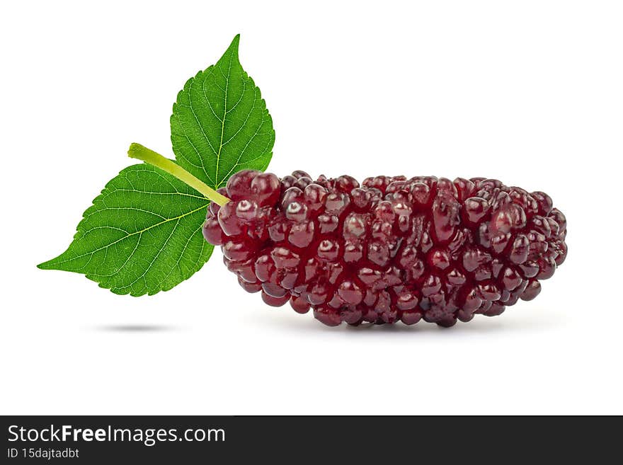 Close up of fresh mulberry fruits with green leaves isolated on white background with clipping path, Thai fruit