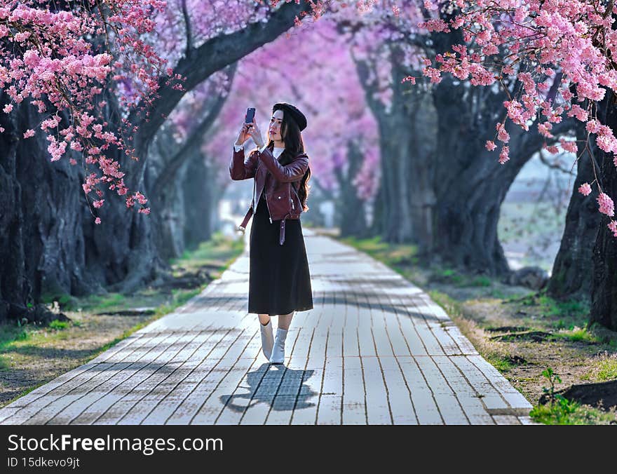 Asian woman taking pictures in a cherry blossom garden on a spring day Rows of cherry trees in Kyoto Japan