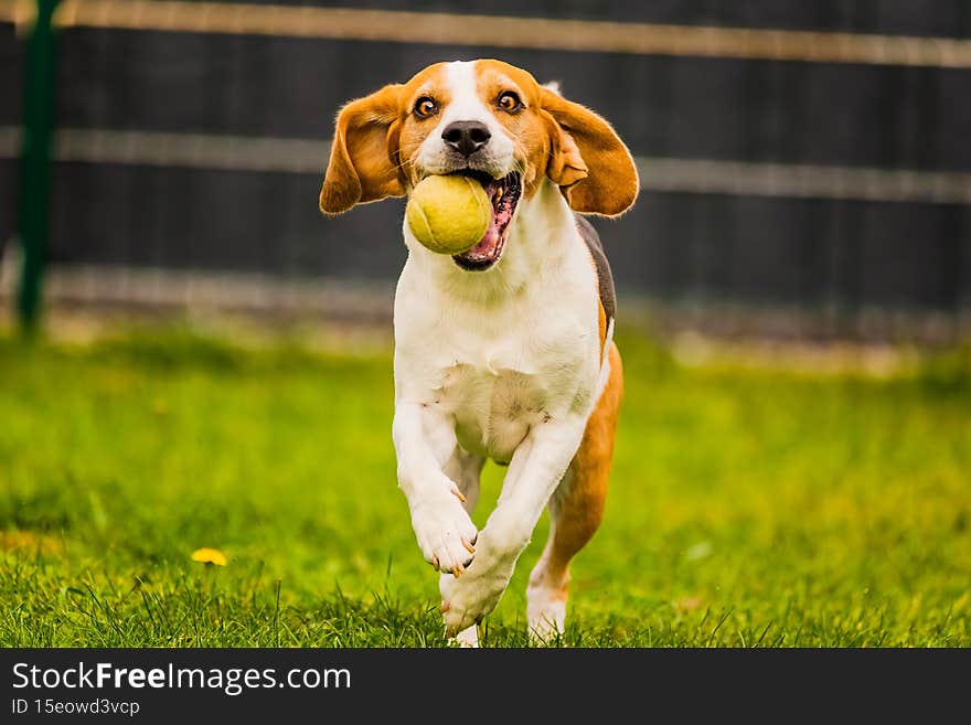 Beagle dog run outside towards the camera with colorful toy. Sunny day dog fetching a toy.