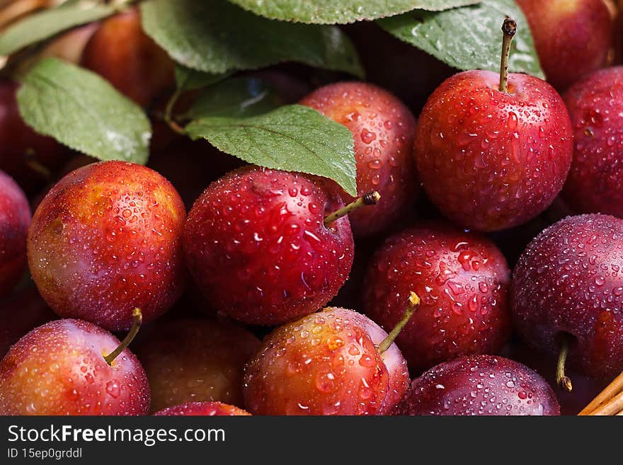 Ripe blue-violet sweet plums with dew water drops on them in a garden wicker basket with foliage.