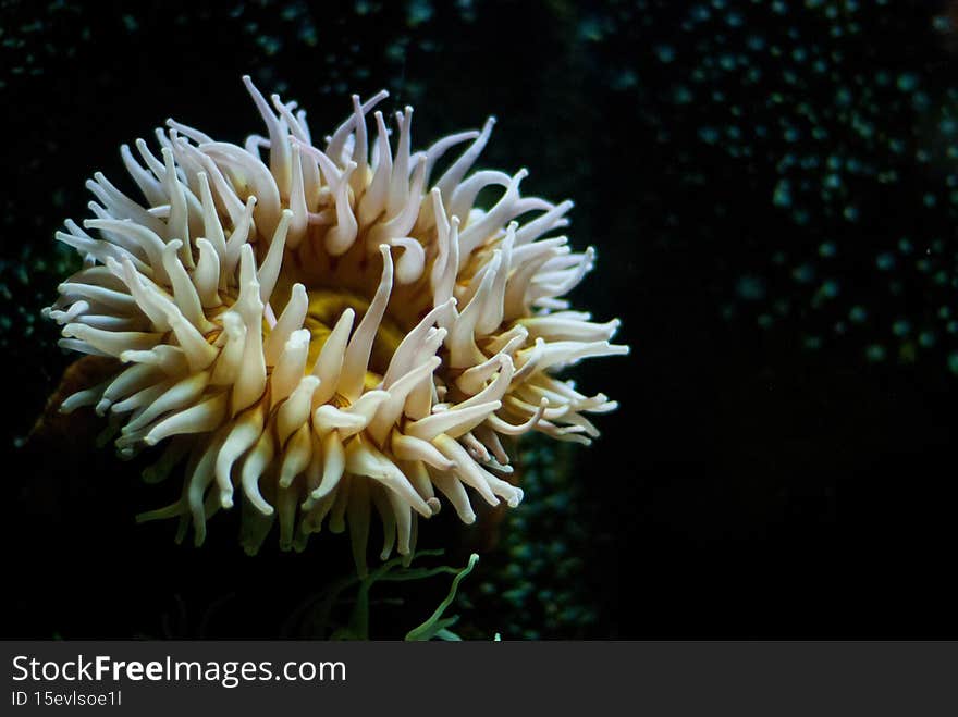Scenic view of a Sea anemone on a blurred background
