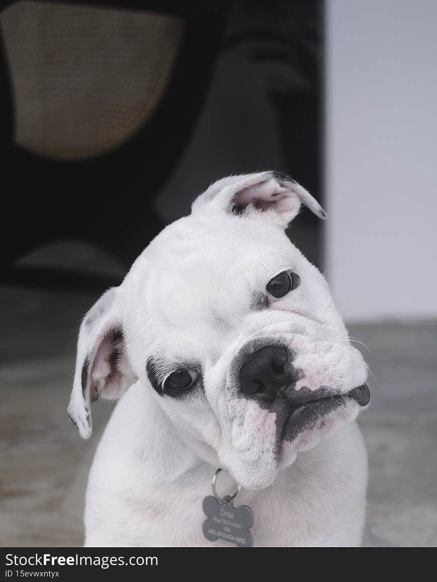 A cute white English bulldog
