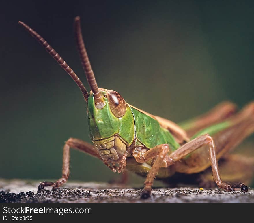 Macro capture of a grasshopper in wildlife in a forest. Macro capture of a grasshopper in wildlife in a forest.