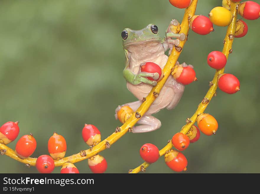 A dumpy tree frog is resting on a wildfruits. This green amphibian has the scientific name Litoria caerulea.