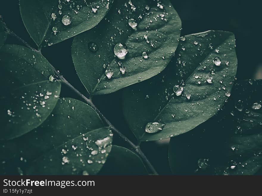 Water drops on green leaf