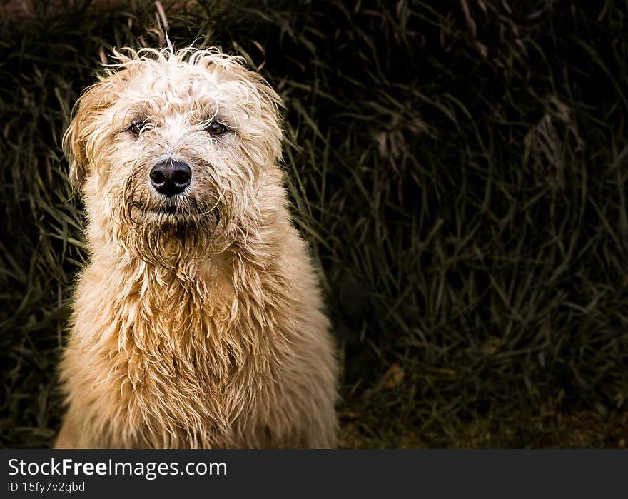 Shaggy dog sitting outside. Family pet.