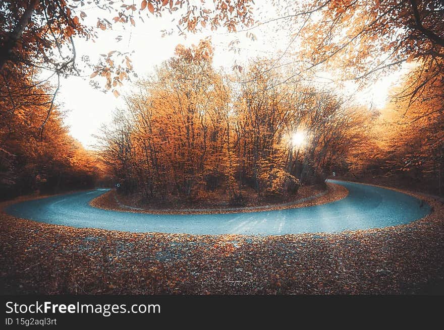 Foggy Morning Forest road romania europe. Foggy Morning Forest road romania europe