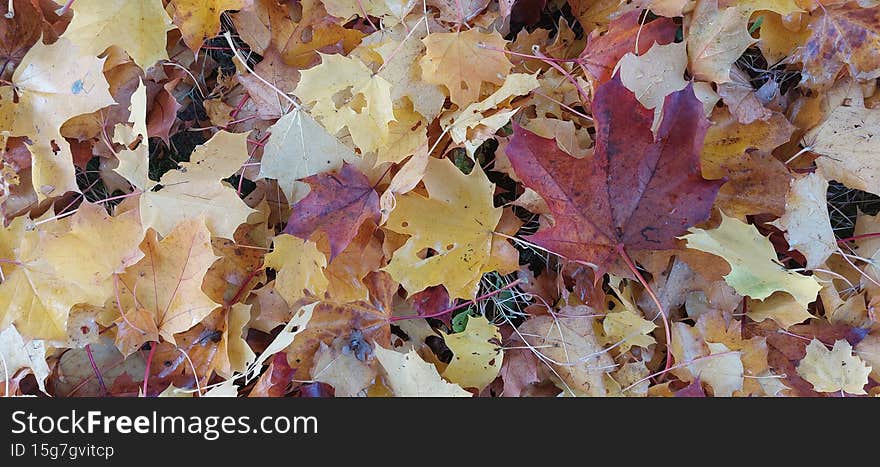 Colorful fading maple leaves closeup