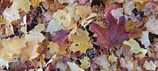 Colorful Fading Maple Leaves Closeup Stock Images