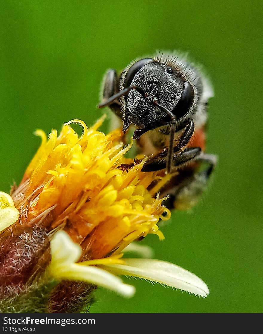 Every morning worker bees collect nectar on my terrace