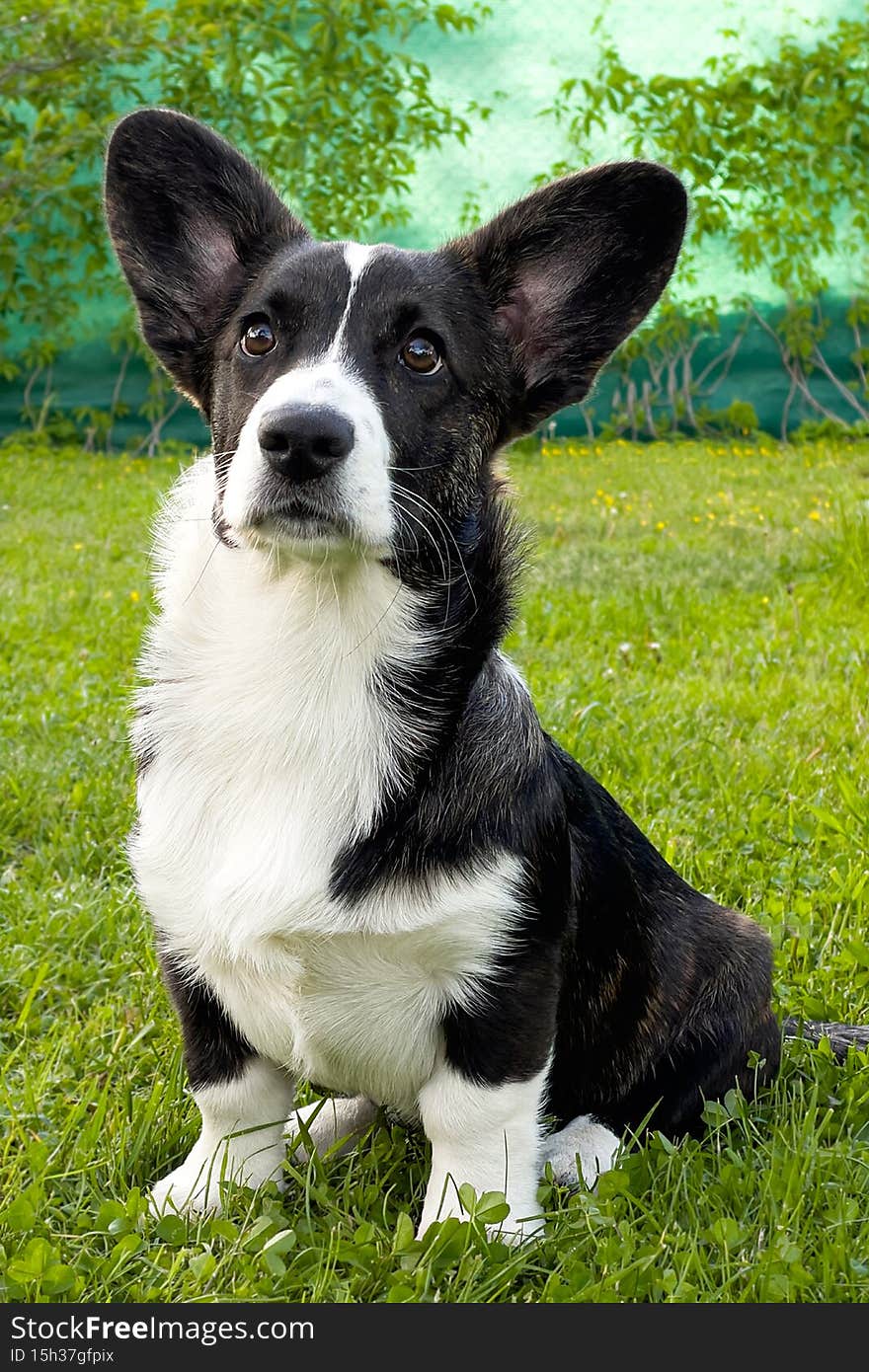 Funny corgi puppy on the green lawn. Pets. Beauty is in nature.