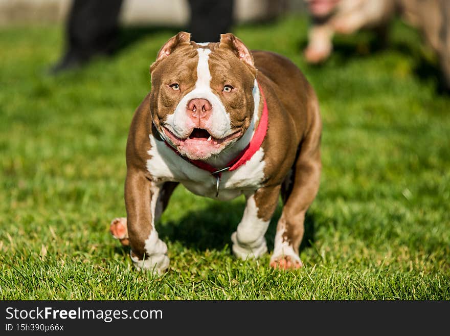 Chocolate brown color male American Bully puppy dog is moving. Medium sized dog with muscular body. Chocolate brown color male American Bully puppy dog is moving. Medium sized dog with muscular body