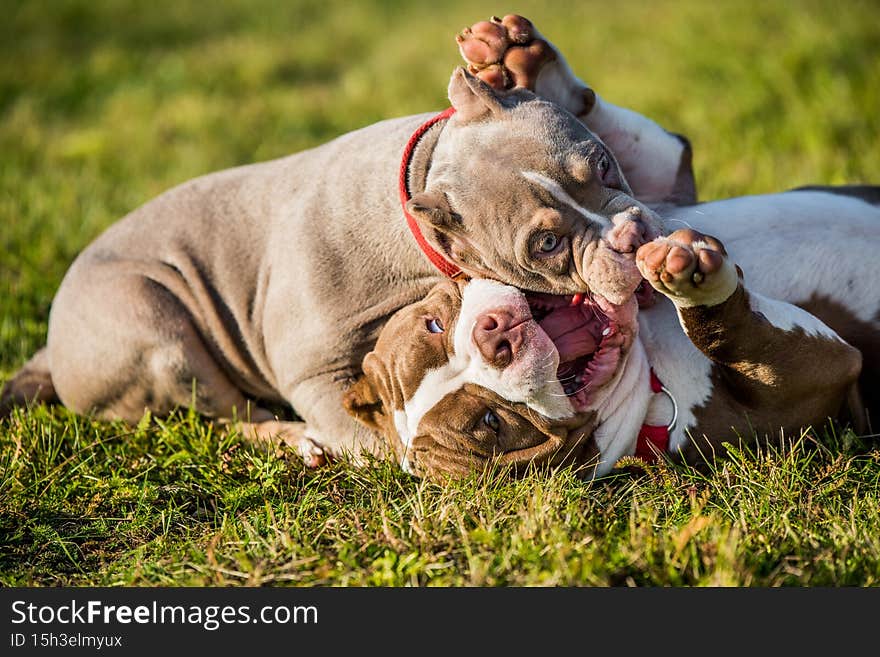Two American Bully puppies dogs are playing in move outside. Medium sized dog with muscular body