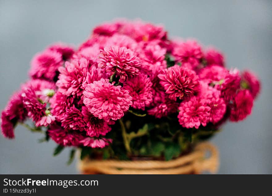 A beautiful bouquet of purple chrysanthemums on a gray background. Selective focus. The flowers are in a vase