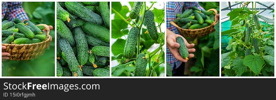 Collage of harvest garden cucumbers. Selective focus.