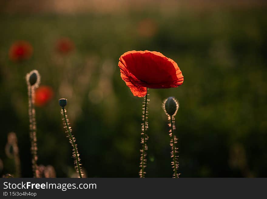 wild poppy field - Armistice or Remembrance day background