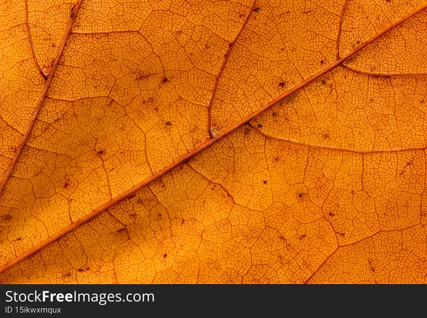 Autumn leaf macro close up shot. Top view, visible veins