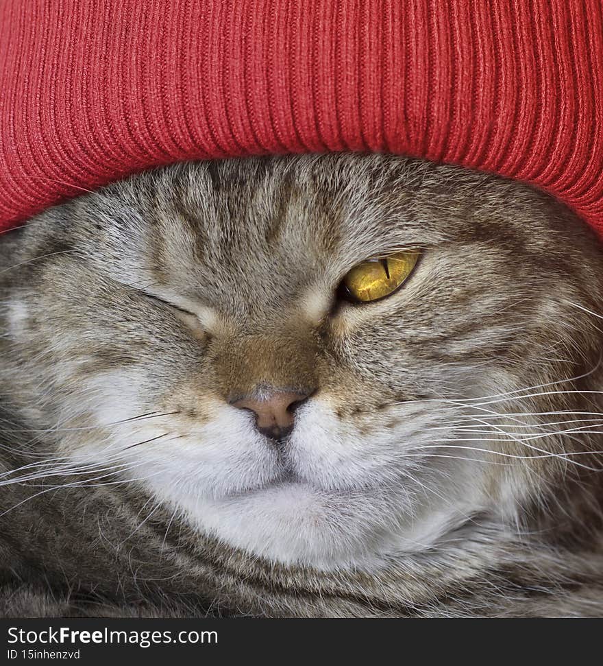 Portrait of a fat cat in a red hat.