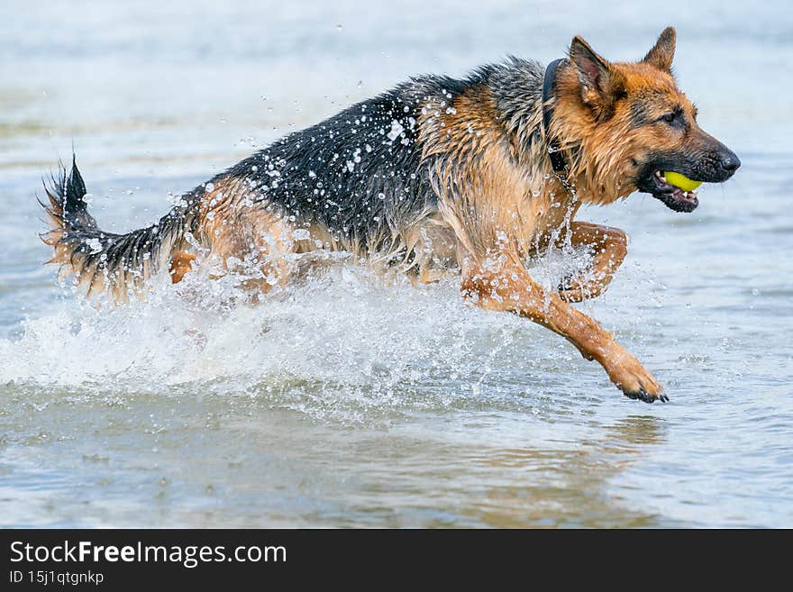 Young happy German Shepherd, jumps into the water with big splash. The dog splashes and happily jumps into the lake. Yellow tennis ball in its mouth.