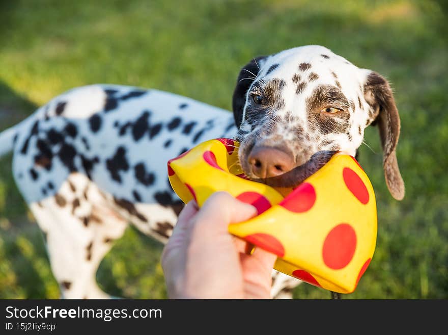 Cute dalmatian dog holding a yellow ball in the mouth. Isolated on nature background.Dalmatian puppy, dog playing with toy in the