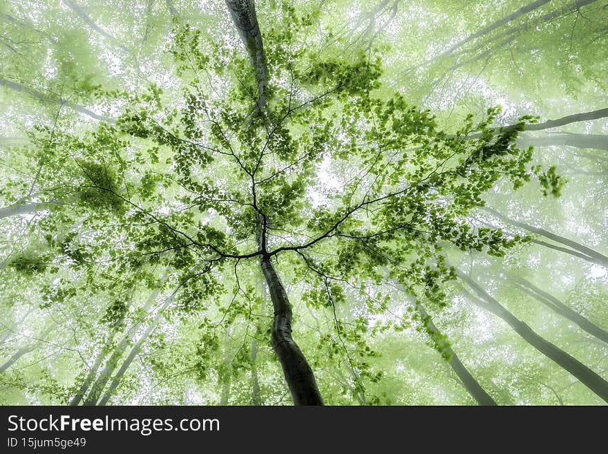 Foggy view of the crowns of spring beech trees. Foggy view of the crowns of spring beech trees