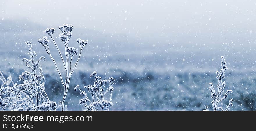 Plants covered with snow and frost in a winter field during a snowfall.
