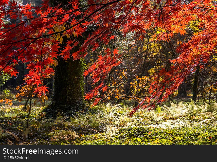 Discolored leaves of trees in an autumn alley in the park