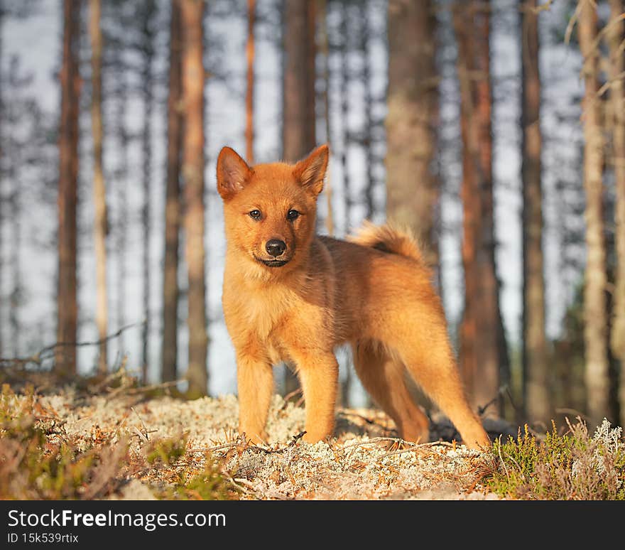 Beautiful Finnish Spitz puppy standing in the forest on a sunny autumn day
