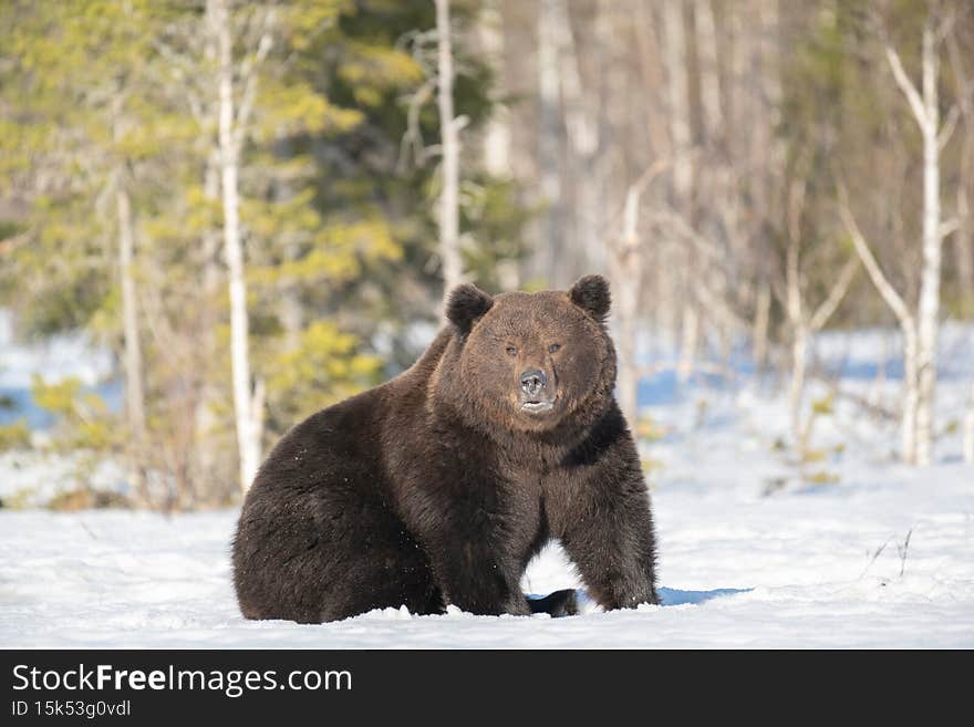 Big brown bear sitting in the snow in the winter forest in Finland near the Russian border