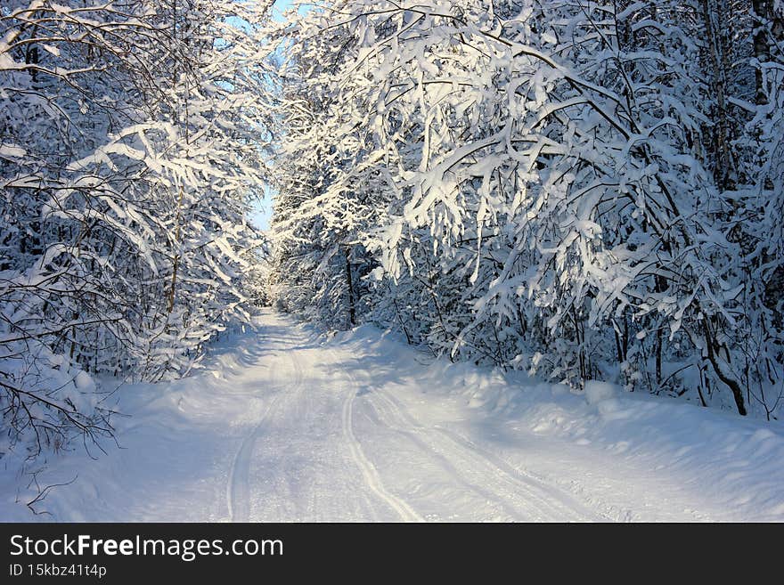 Winter landscape with a road through the forest branches with snow nature on a frosty sunny day