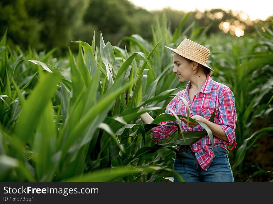Farmer inspecting corn field summer sunny day.