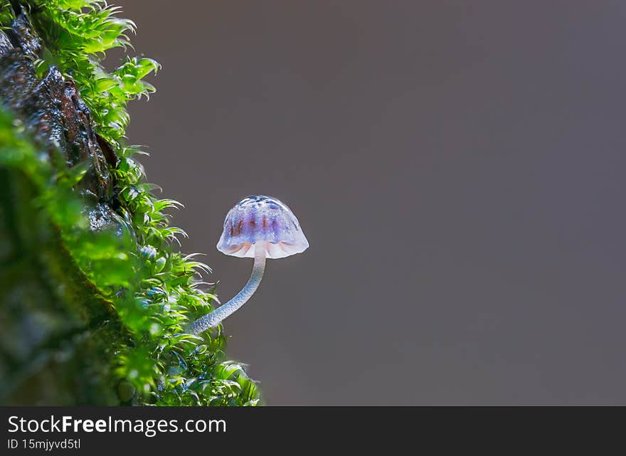 A vibrant little mushroom with empty space for text, stacked close up shot