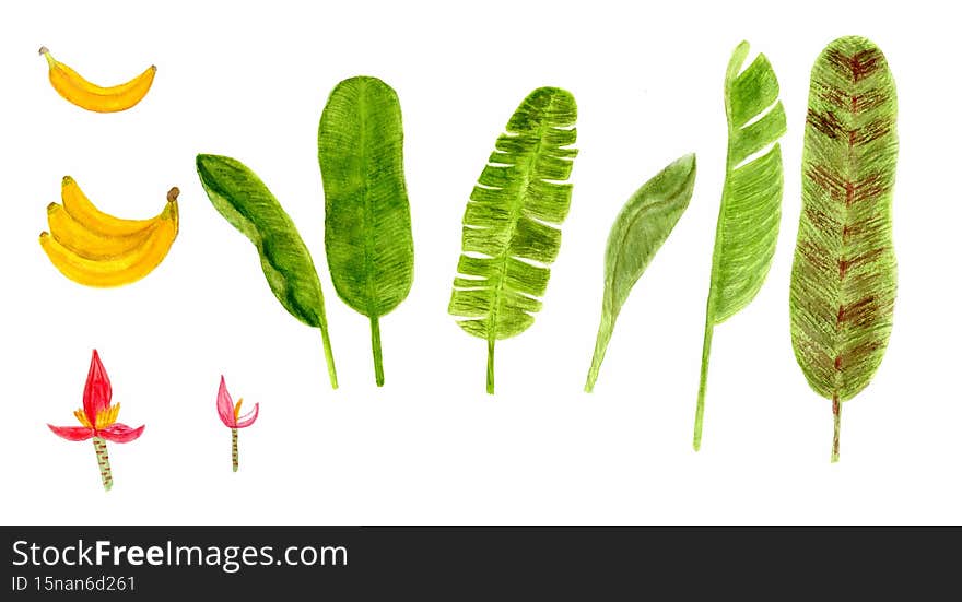 Set of tropical banana leaves and bananas. Hand drawing watercolor illustration