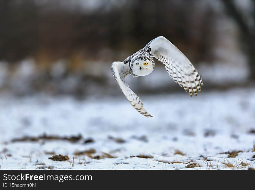 A great strong white owl with huge yellow eyes flying above snowy steppe.
