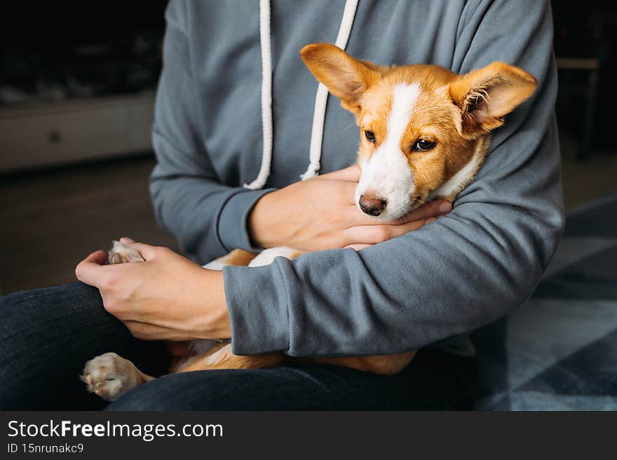 Adorable puppy in the owner`s hands. Portrait of a little dog.