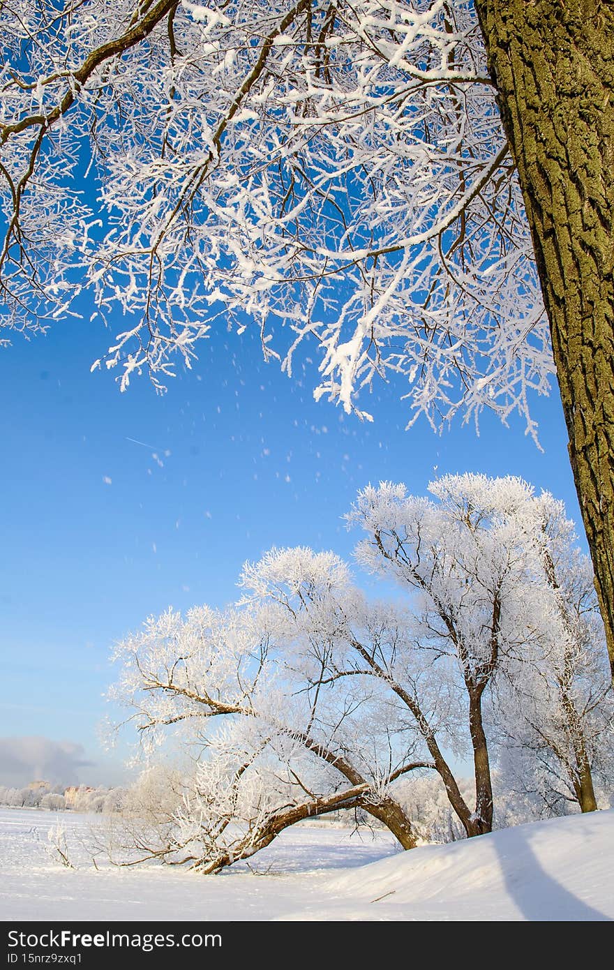Frost-covered trees shining in the sunset sunlight. A picturesque and magnificent winter scene.