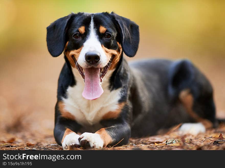 Entlebucher sennenhund sitting outoors on leaves in autumn forest at dog walking. Entlebucher sennenhund sitting outoors on leaves in autumn forest at dog walking